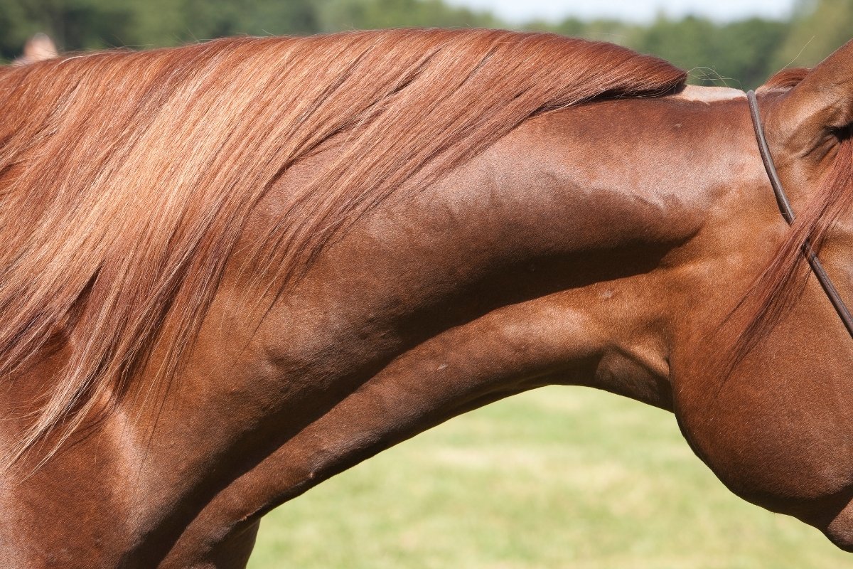 Incubation Period Of Strangles In Horses - And Symptoms