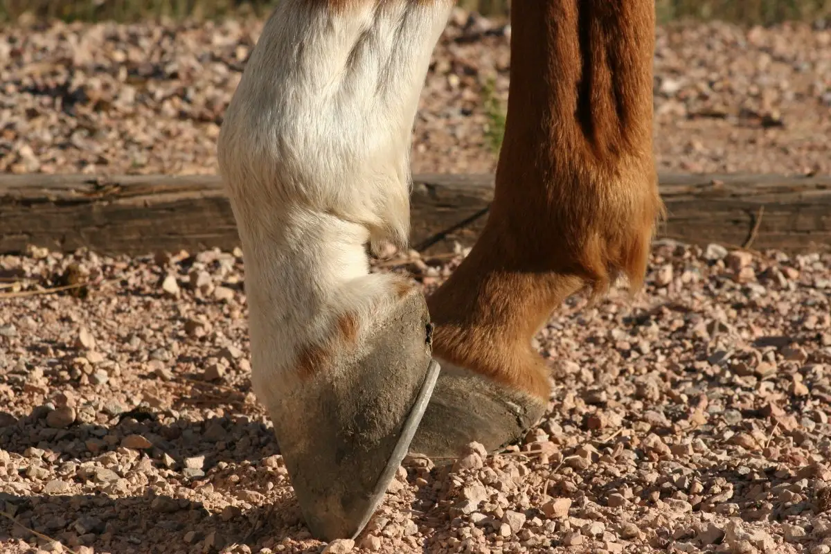 Is There A New Treatment For Laminitis In Horses