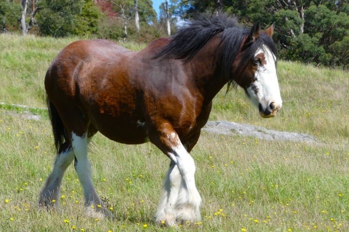What Is A Draft Horse