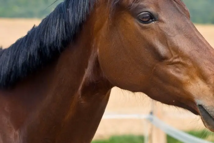 What Is Strangles In Horses