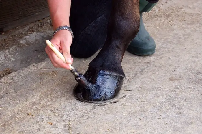 What Is The Best Hoof Conditioner For Horses To Use