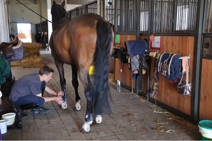 Why Do Horses Need Grooming