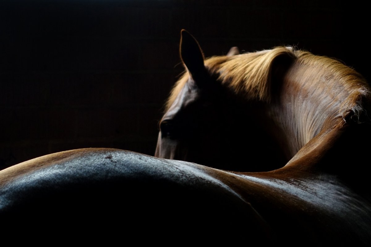 Are Horse's Spines Straight - Equine Cervical Vertebrae Anatomy Explained