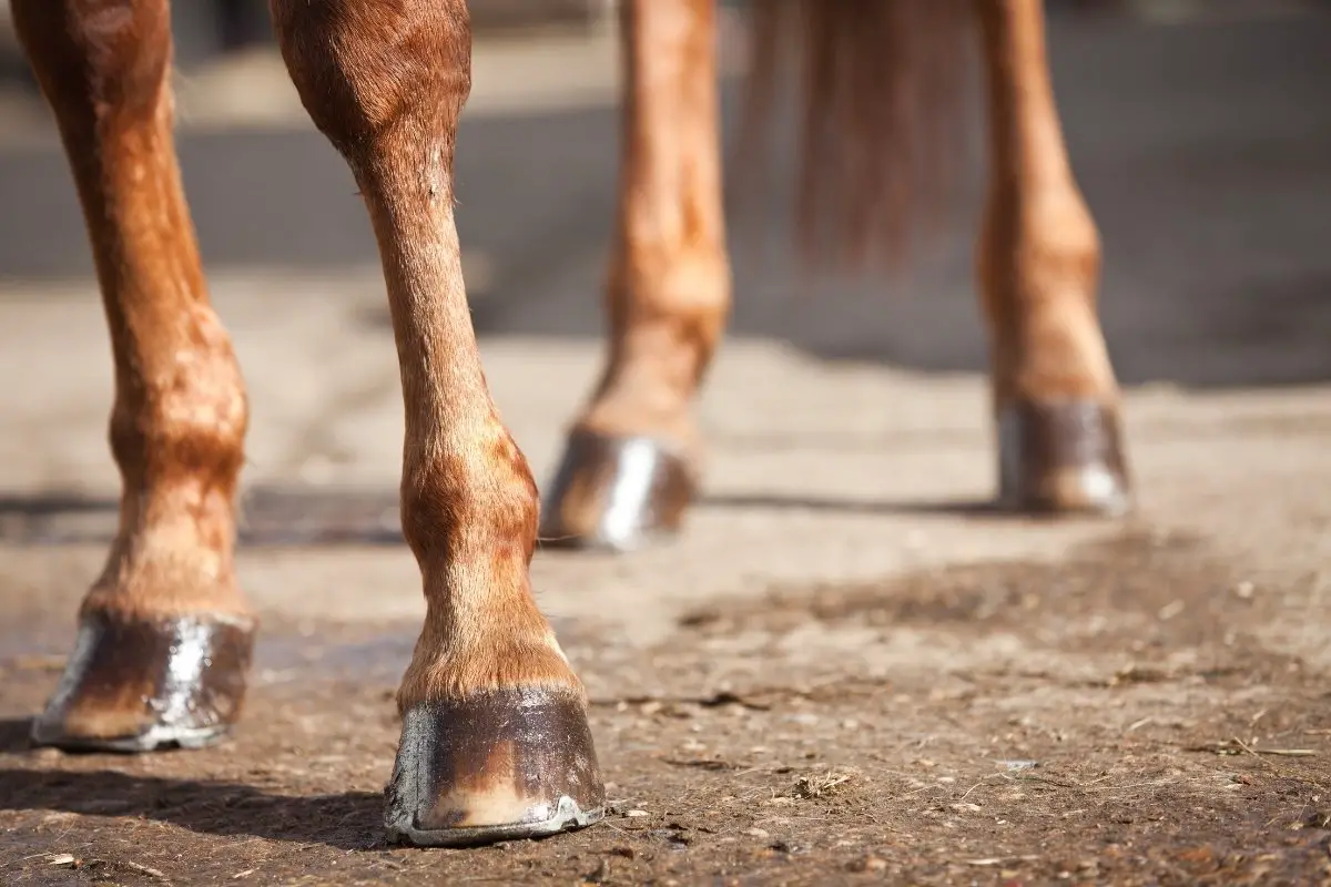 Common Hoof Diseases In Horses Explained
