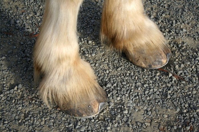 Problemas comuns de sapos de casco de cavalo