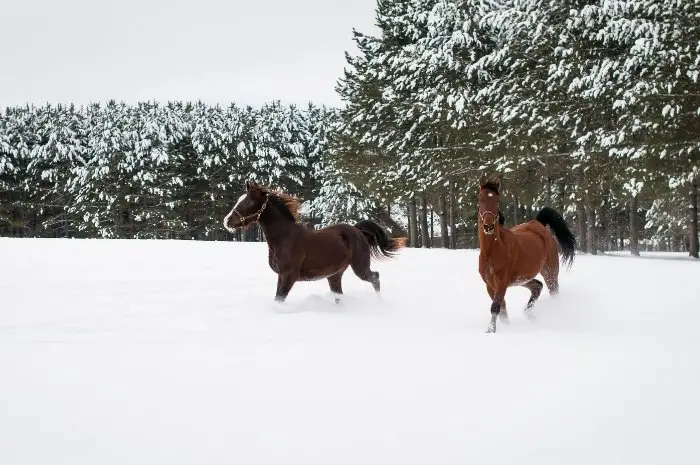 How Cold Can Horses Tolerate