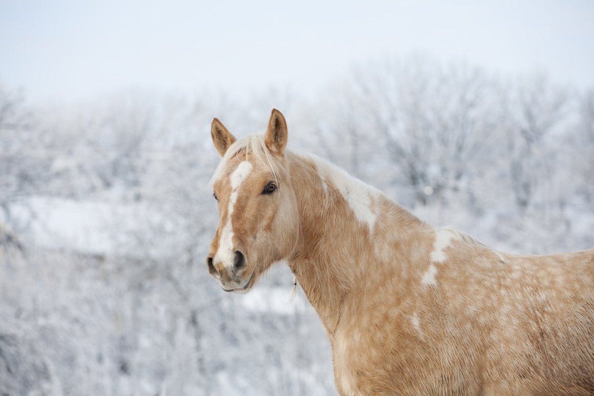How Cold is 'Too Cold' For Horses To Be Outside