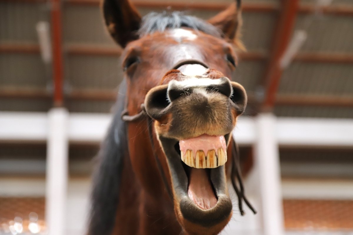 How Often Do Horses Need Their Teeth Floated