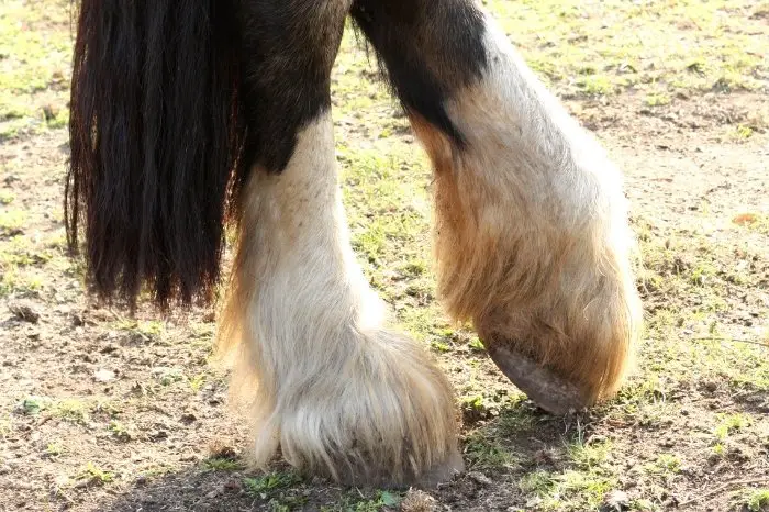 How To Avoid Cellulitis In Horses