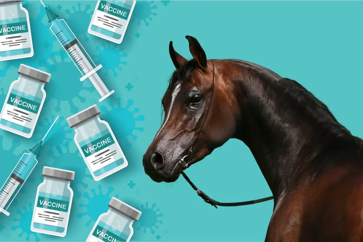 How To Deal With A Horse Reacting To A Vaccine
