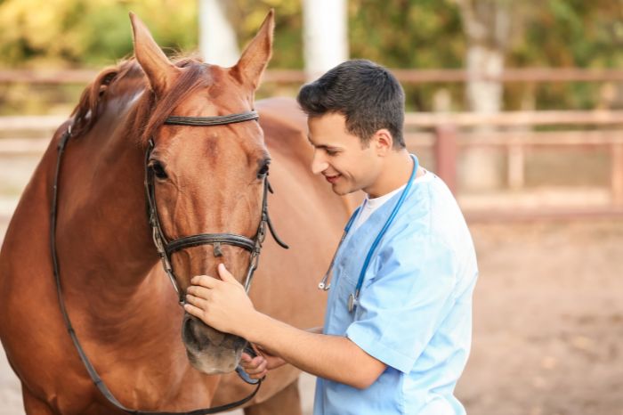 How To Get A Health Certificate For Horses