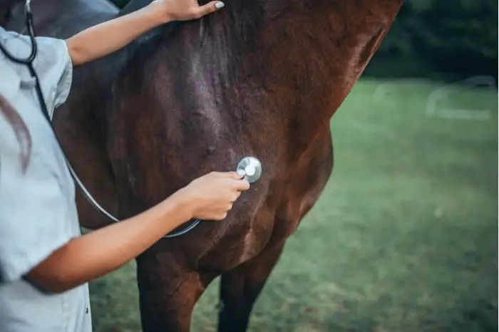 Normal Heart Rate For Horses
