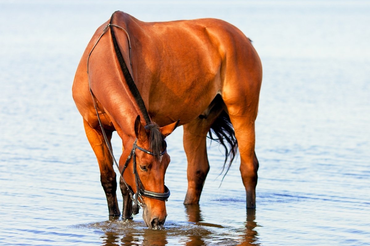 Síntomas, diagnóstico y tratamiento de la fiebre del caballo del Potomac