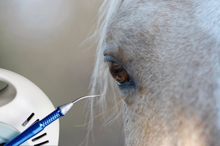 Sarcoid Treatment In Horses