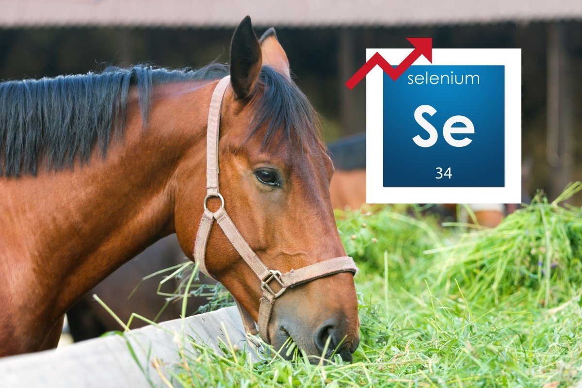 Selenium Toxicity In Horses Explained