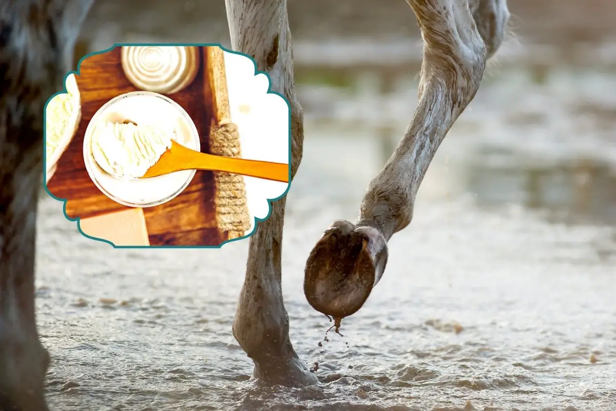 The Best Horse Scratches Treatment Recipe Revealed