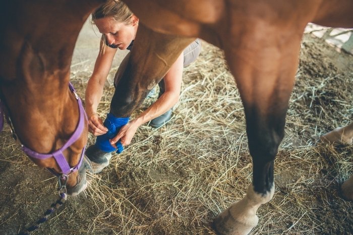 Tips And Tricks For Making An Effective Horse Scratches Treatment Recipe