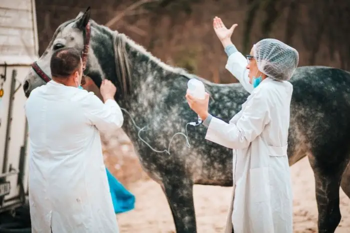 Treatments For Vaccine Reaction In Horses