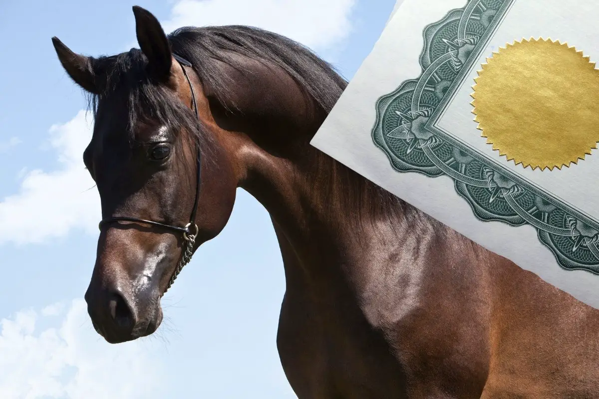 ¿Qué son los certificados de salud para caballos?