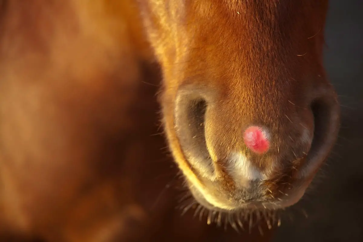 What Causes Warts On A Horses Nose
