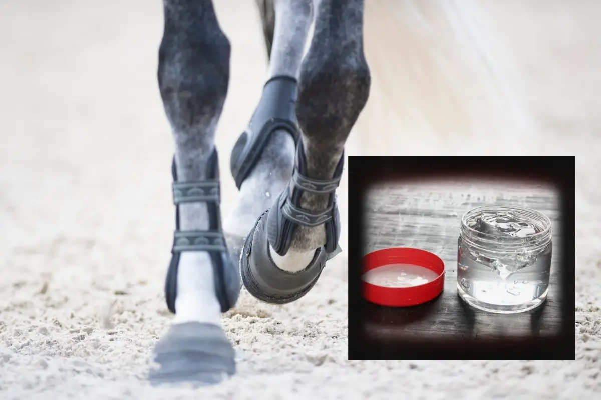 What Is DMSO For Horses - Everything You Need To Know About DMSO