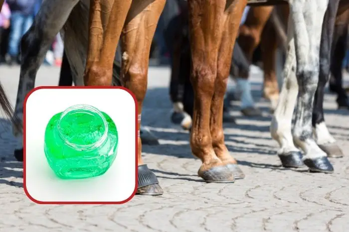What Is DMSO For Horses?