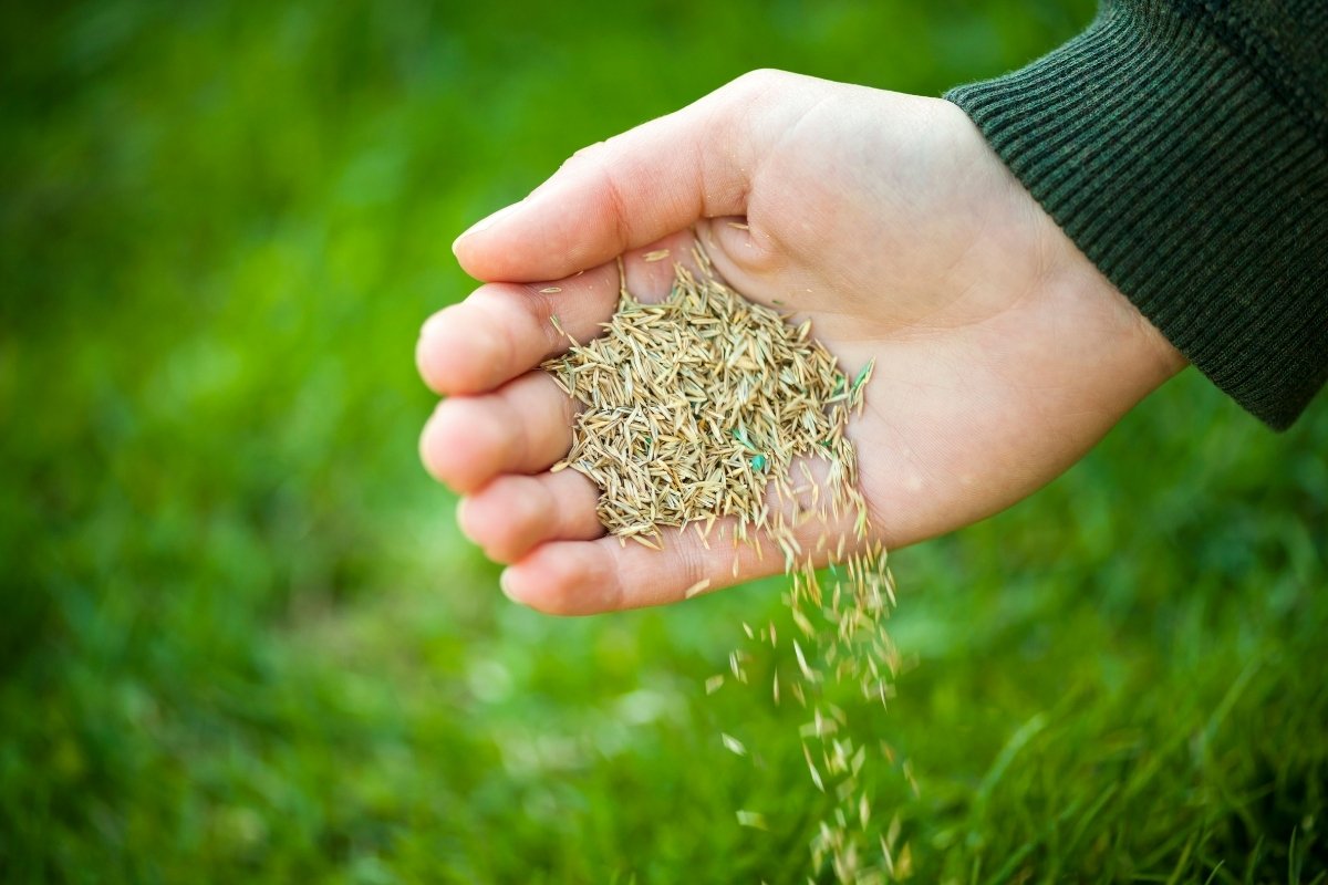 What Is The Best Horse Hay Seed Mixture
