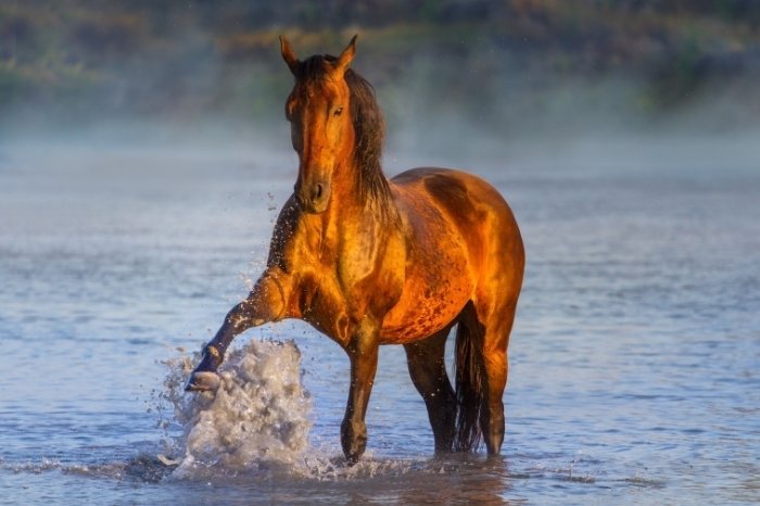 Does Cushing's Disease Make Horses Sweat