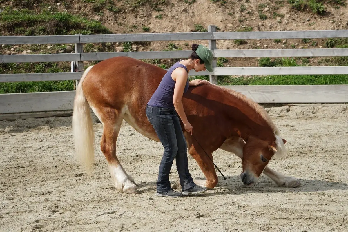 Easy And Fun Tricks To Teach Your Horse