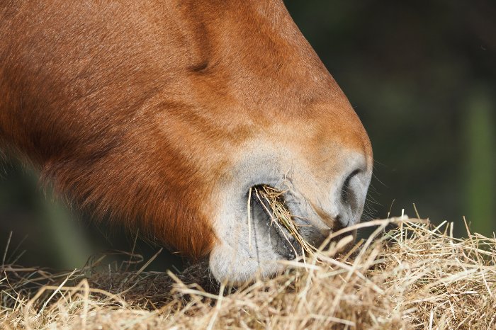 Equine Metabolic Syndrome VS Cushing's Disease - Treatment Comparison