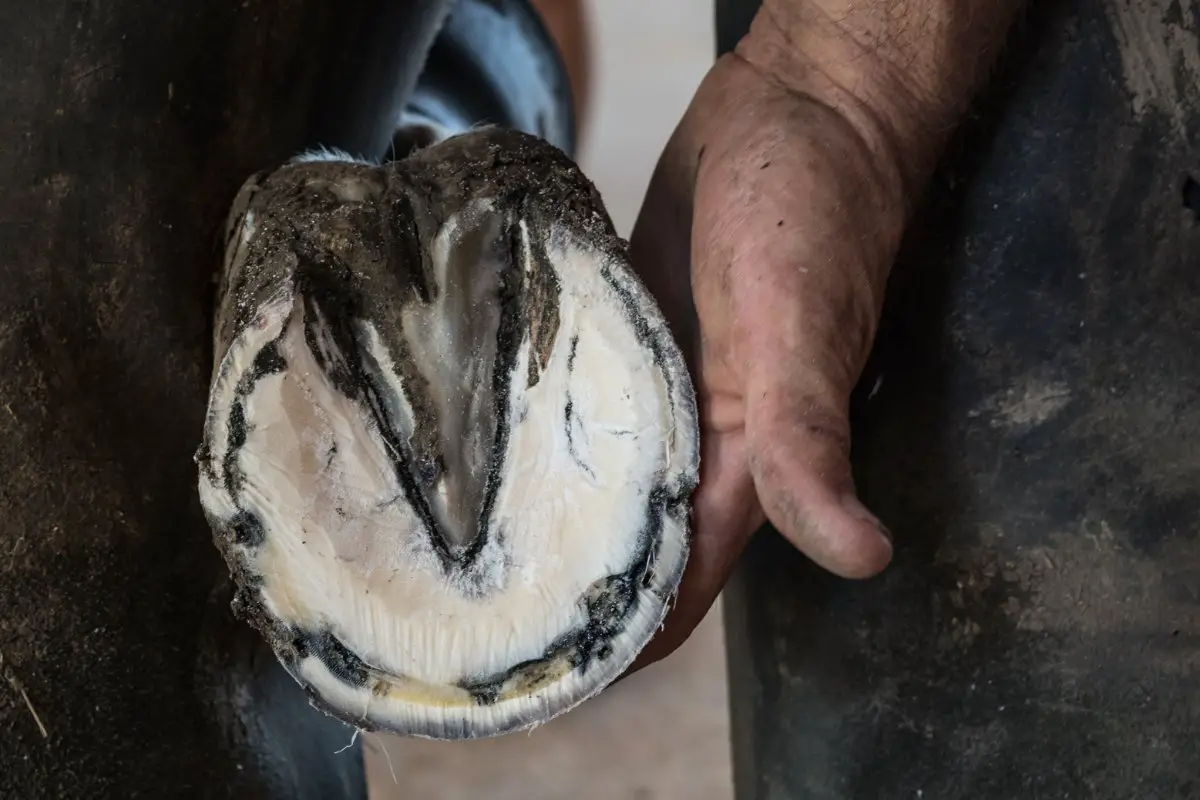 How To Treat An Abscess In Horses' Hooves