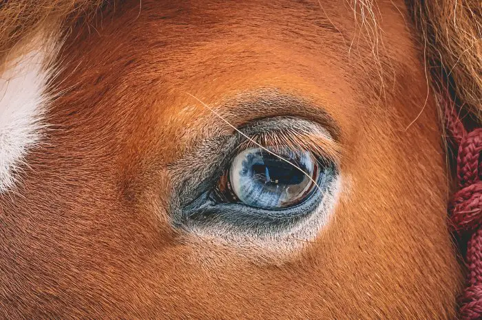 What Color Eyes Do Horses Have