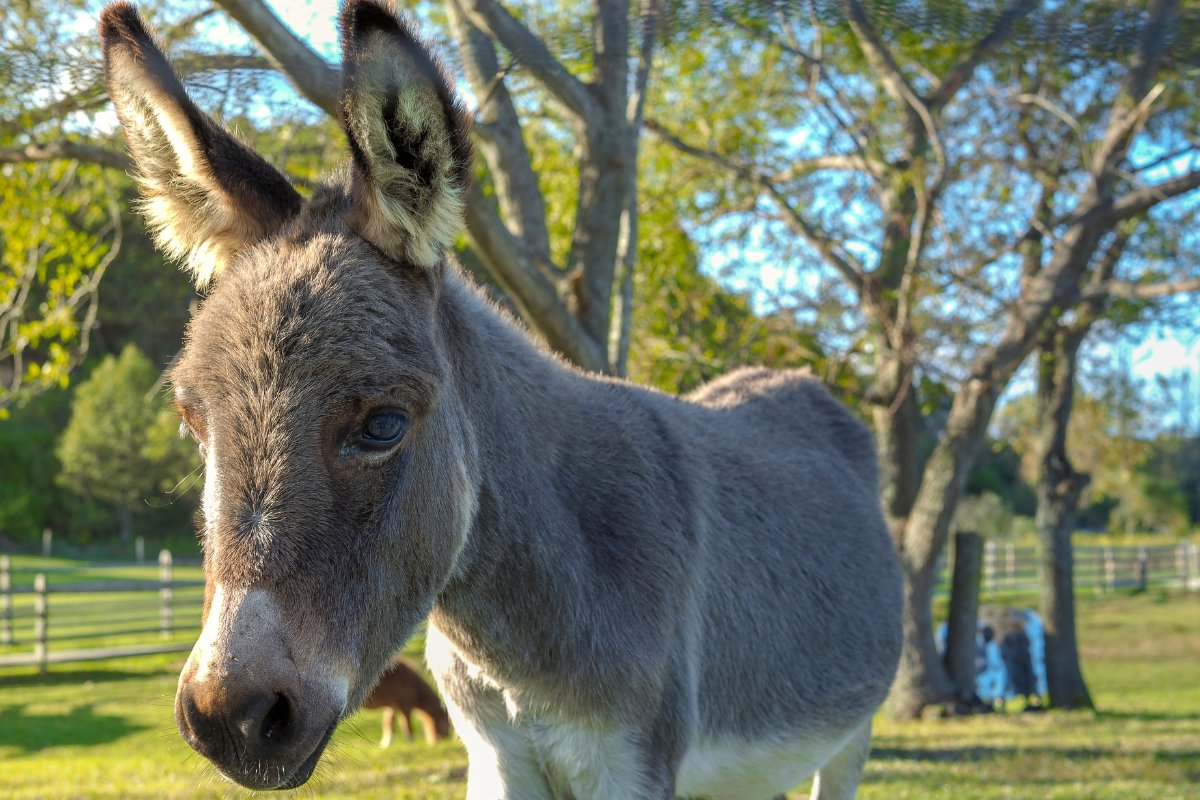 What Is Another Name For A Donkey
