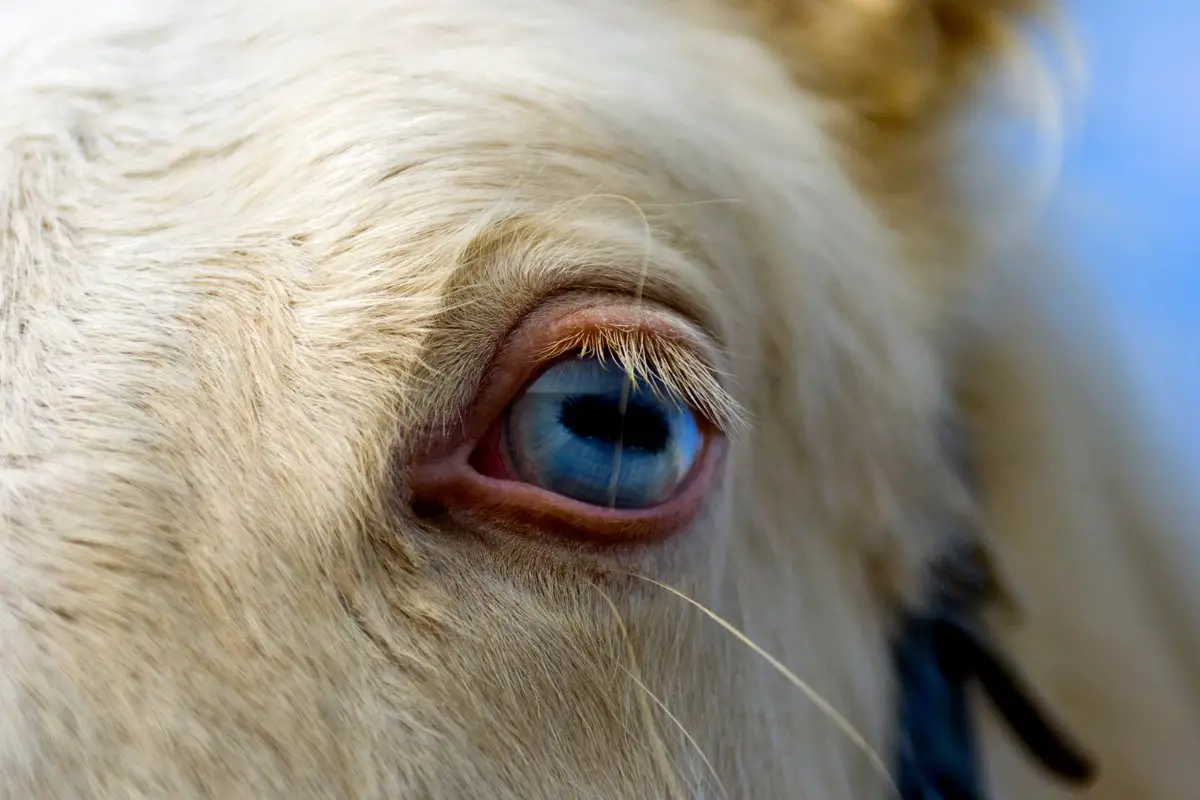 can horses have blue eyes