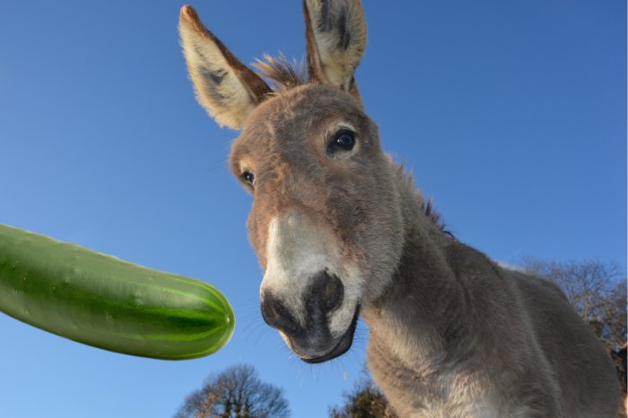Can Donkeys Eat Cucumbers
