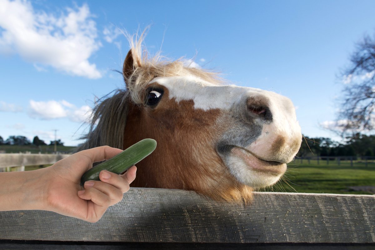 Can Horses Eat Cucumber