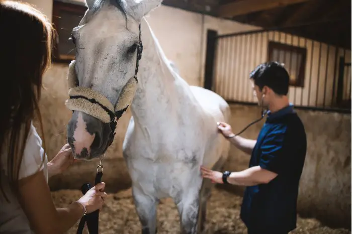 Does My Horse Need The Flu Rhino Vaccine