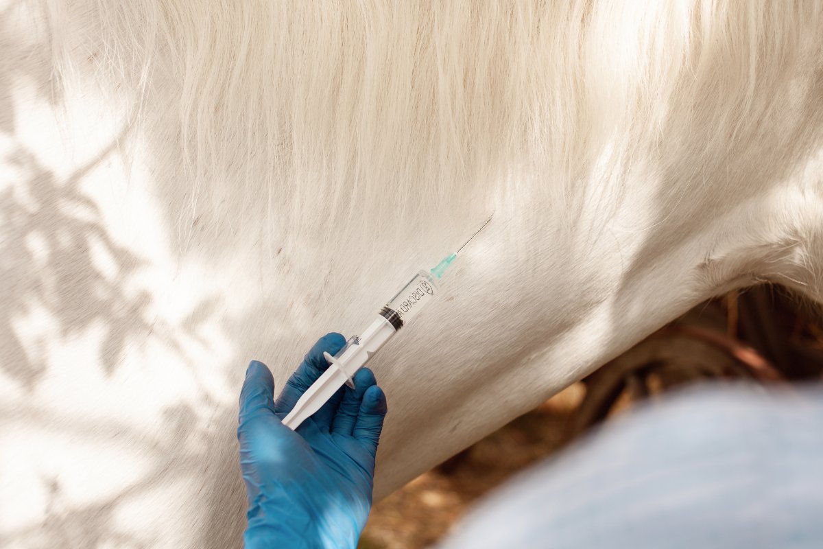 Flu Rhino Vaccine For Horses
