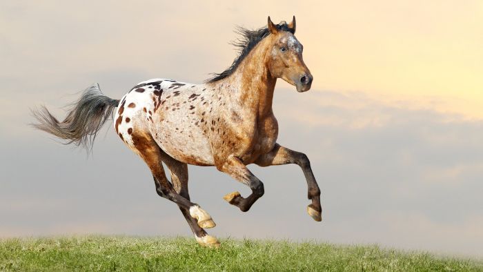  horse that looks like spirit
