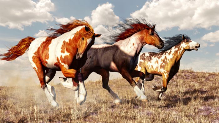  mustang horse colors