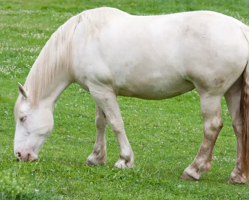 Tall horse breeds- American Cream Draft