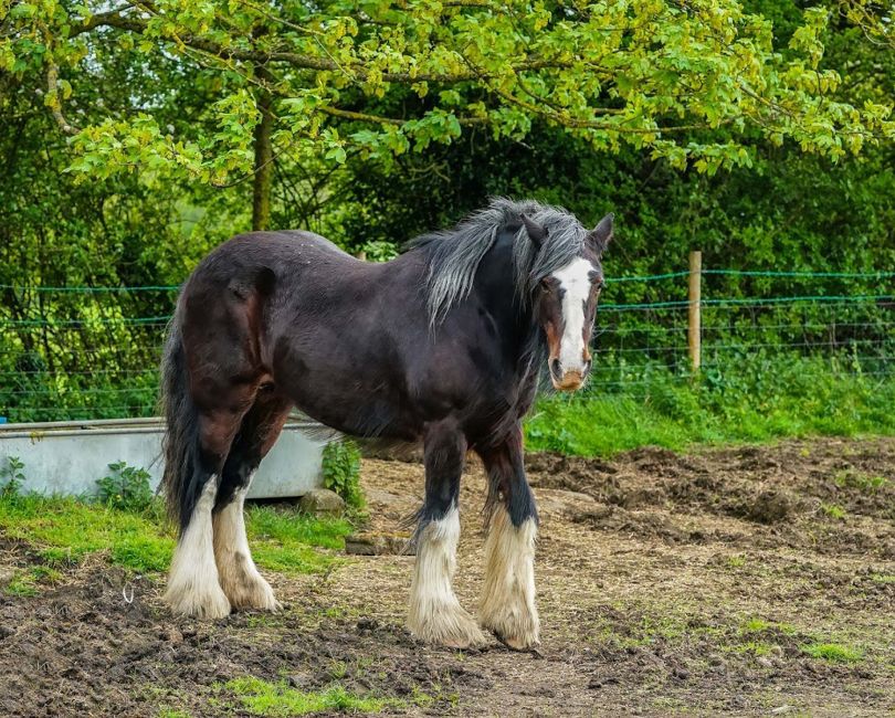 Tall horse breeds-Shire Horse