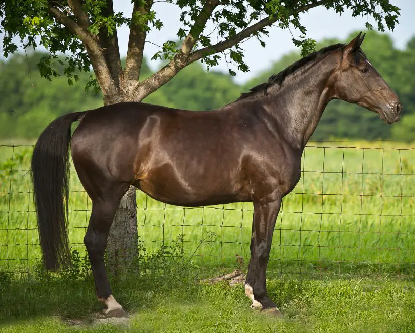 tall horse breeds-Swedish Warmblood